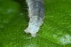 Archips sp.